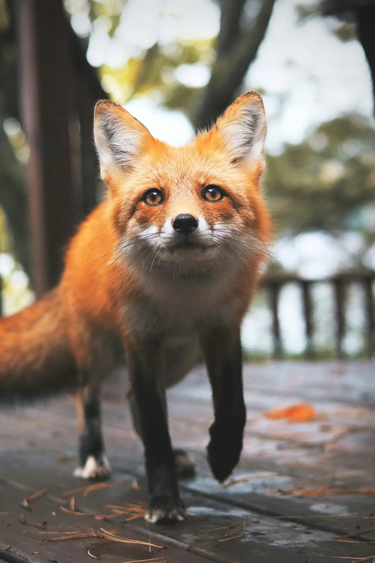 The Fox
