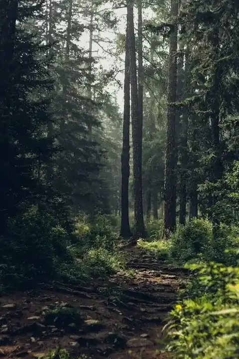 Epicéa